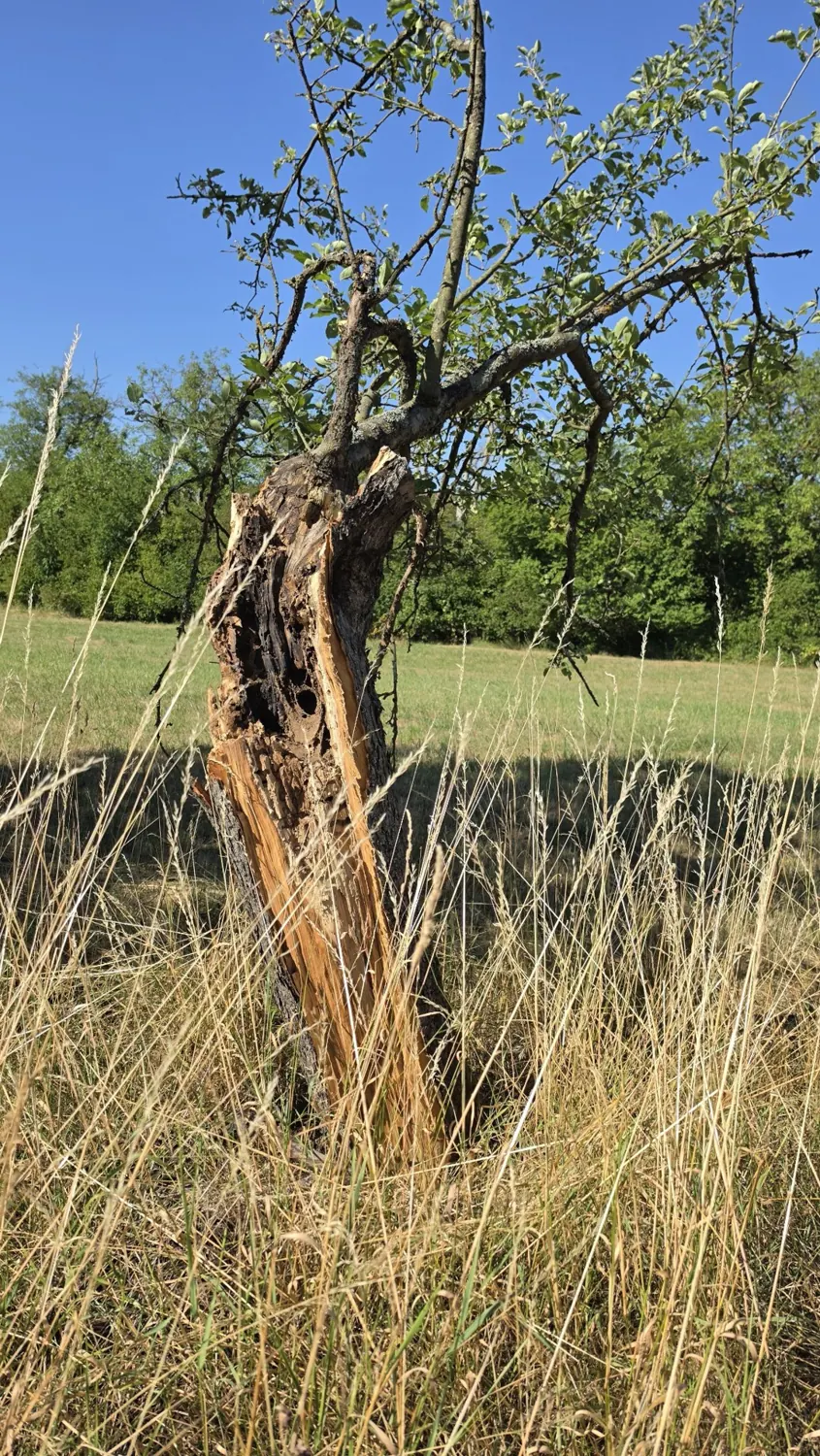Alter Baum im hohen Gras