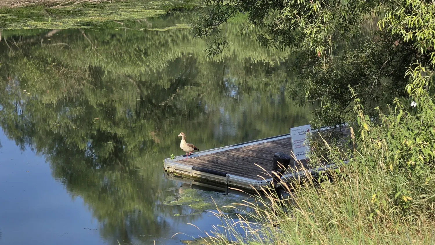 Vogel auf einem Steg am Wasser